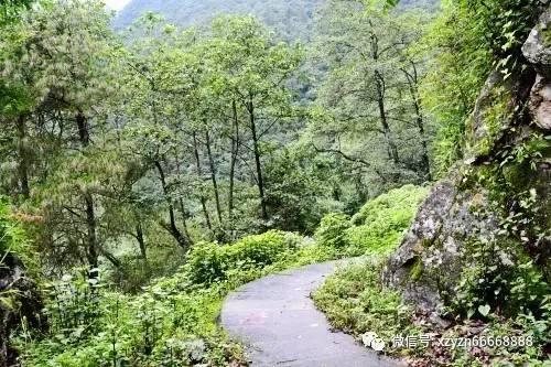 春雨直播app